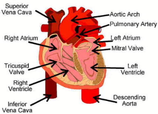 William Harvey studies the animals and anatomy to create an accurate theory of the heart and circulatory system.