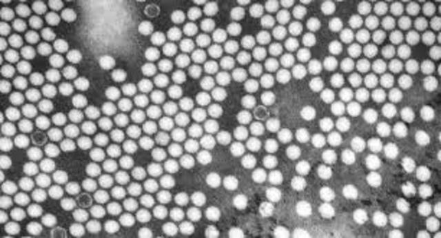 Identification of a Virus