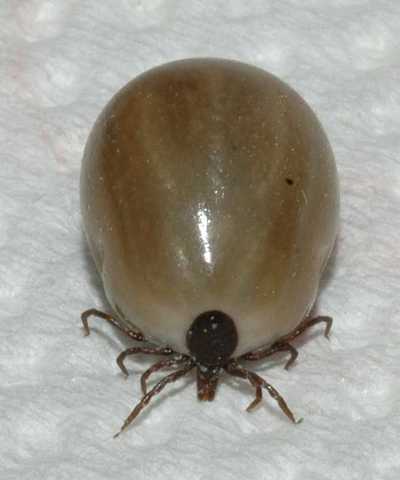 Earlier detections and investigating