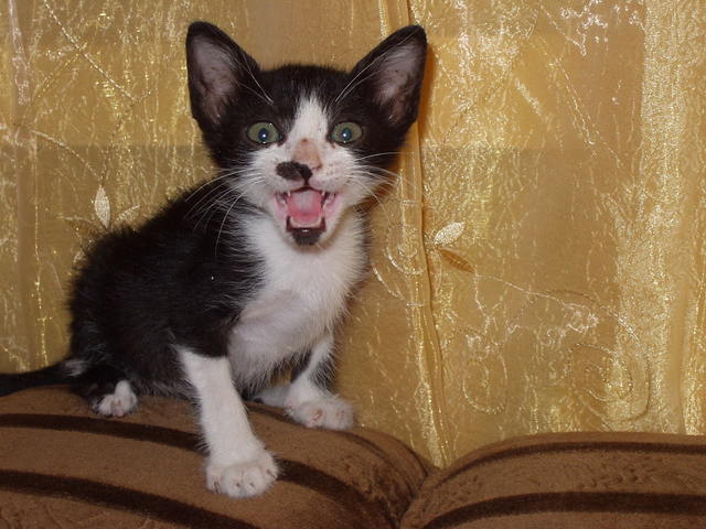 קיבלתי את החיה הראשונה שלי