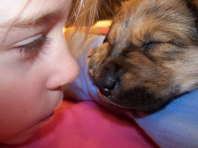 Adopté mi perro pequeño de un refugio