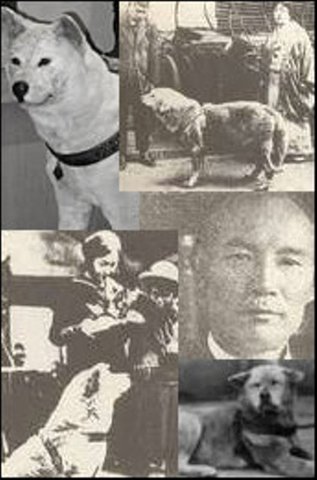 The adoption of hachi