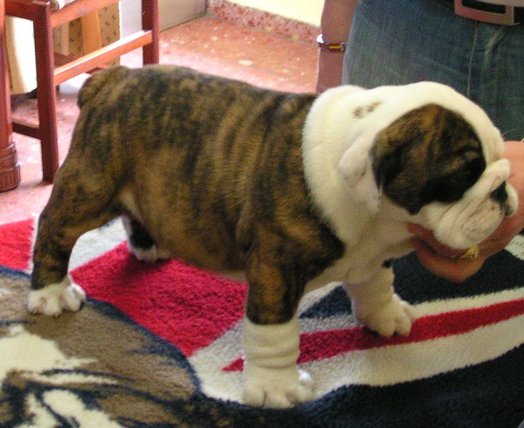 Nuevo miembro en la familia