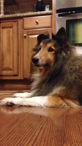 Recibí mi primer perro.