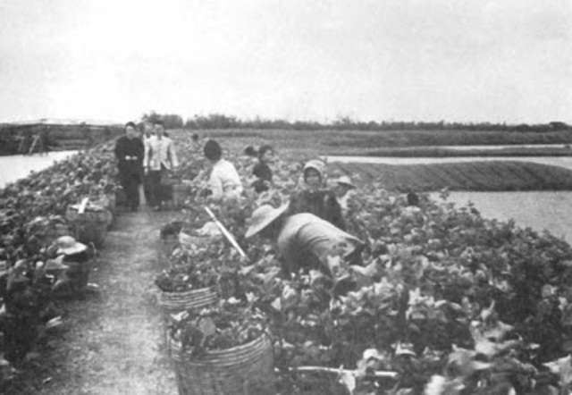 implantação das cooperativas agrícolas e comunas populares