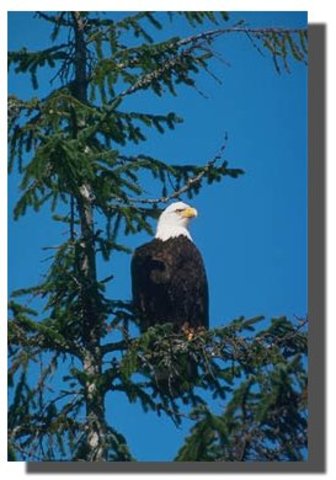 The Bald Eagle Preservation Act