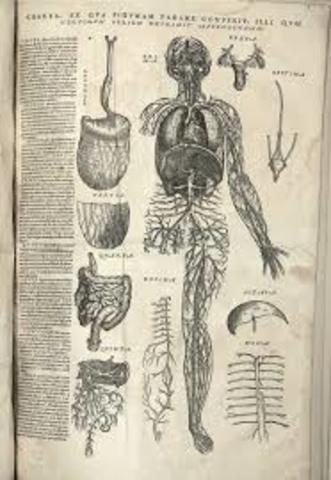 William Harvey studies animails and anatomy to create an accurate theory of the heart and circulatory system
