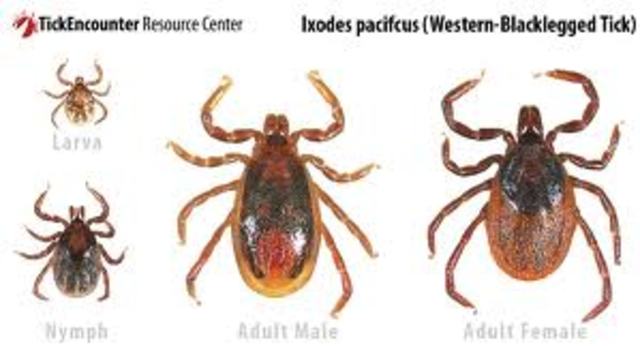 Ticks that Cause Lyme Disease