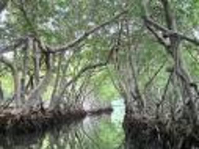 Hace 300 millones de años. Carbonífero