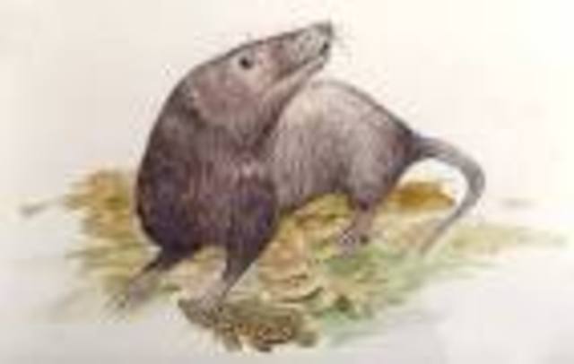 Hace 65 millones de años