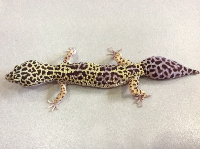 יום הולדת של השממית המנומרת שלי