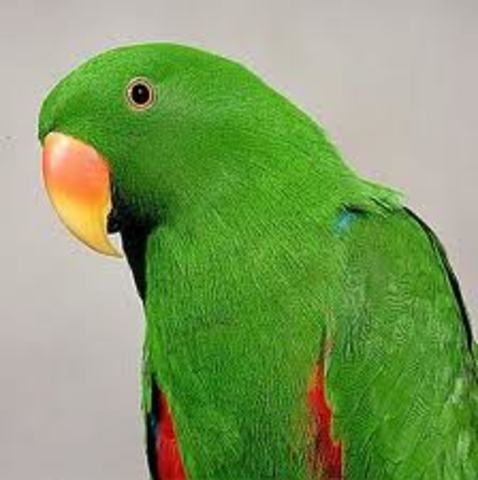 יום ההולדת של התוכי שלנו