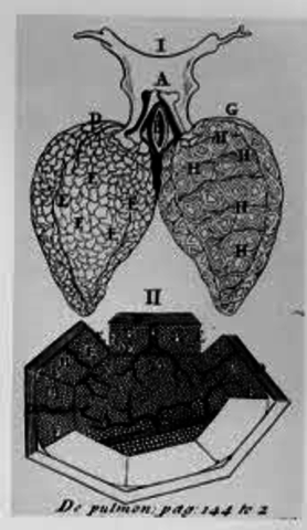 William Harvey created an accurate theory of the Heart