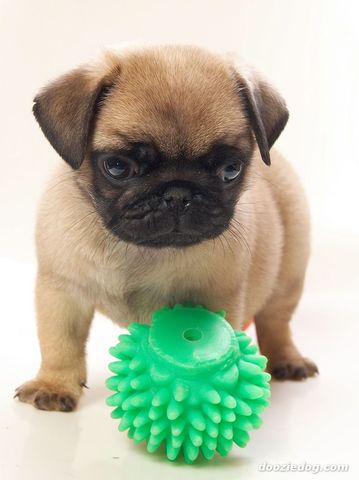 Meu novo amigo-Talles