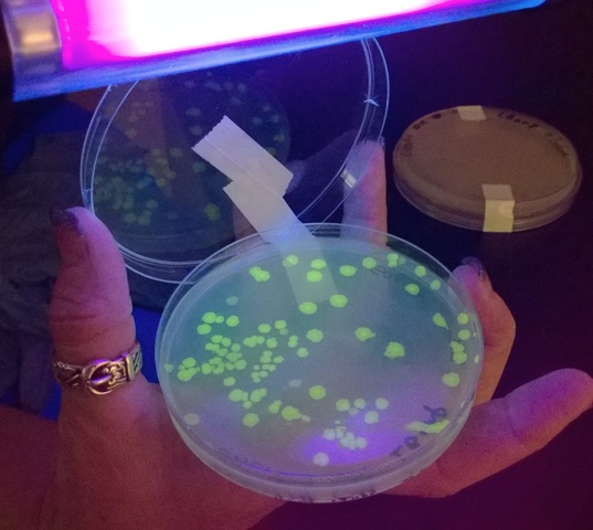 Ecosystems Need Microrganisms