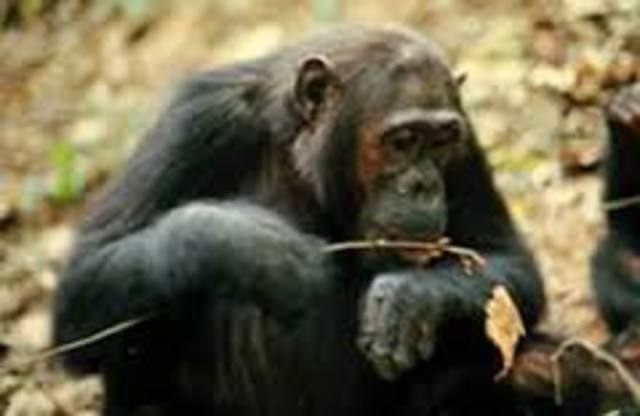 Tai Forest Chimpanzee Autopsy