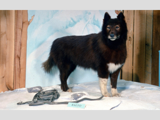 Great Dog Race of Medicine