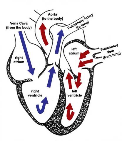 William Harvey studies animals and anatomy to create an accurate theory of the heart and circulatory system