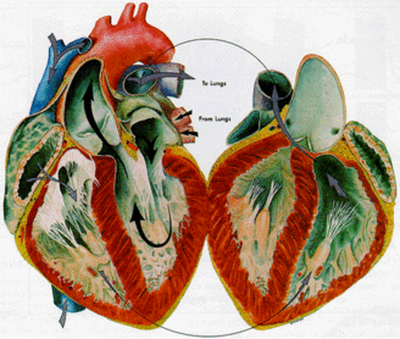William Harvey studies the animals and anatomy to create an accurate theory of the heart and circulatory system