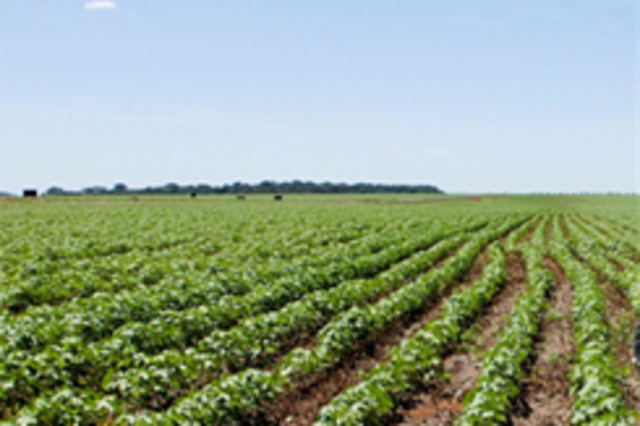 Americans migrate to Texas