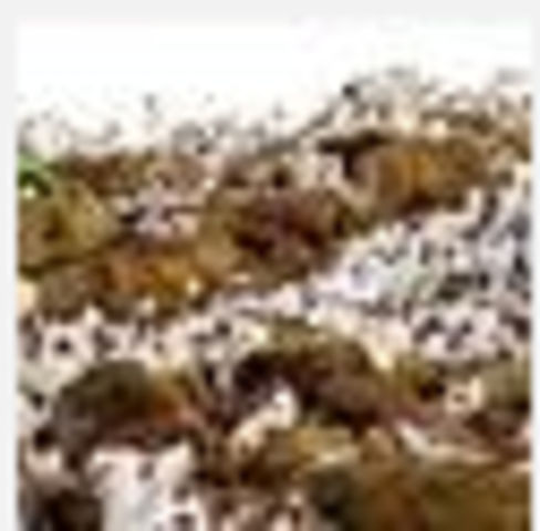 السنة العاشرة للهجرة