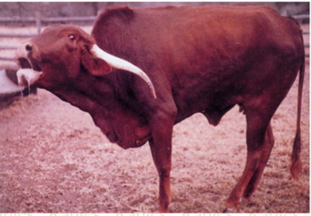 Dogs are killed in France due to rabies