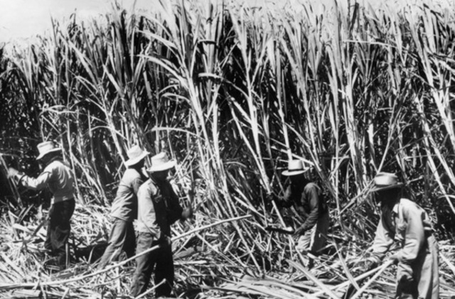 The first sugar plantation in Hawaii