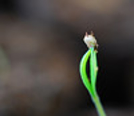 seed breaks through soil 4-10 days after germination