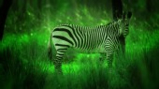 Disney's Animal Kingdom Lodge NIght Safari