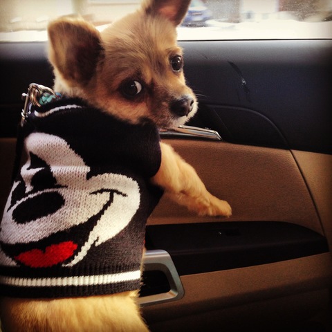 I got my dog, Tyson.