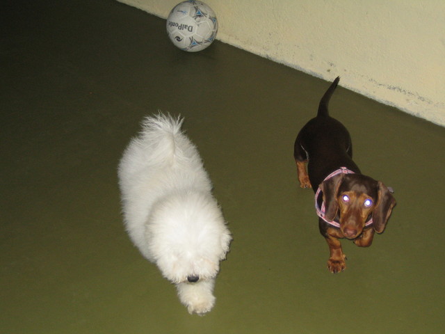 Nova membra da família!