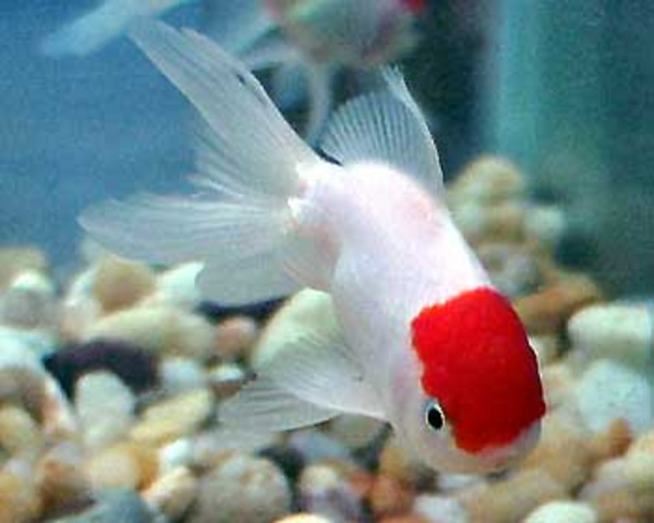 Minha "peixa" querida