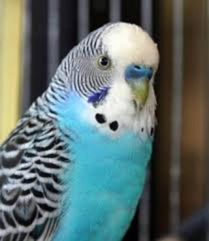 Meu lindo passarinho-Helena