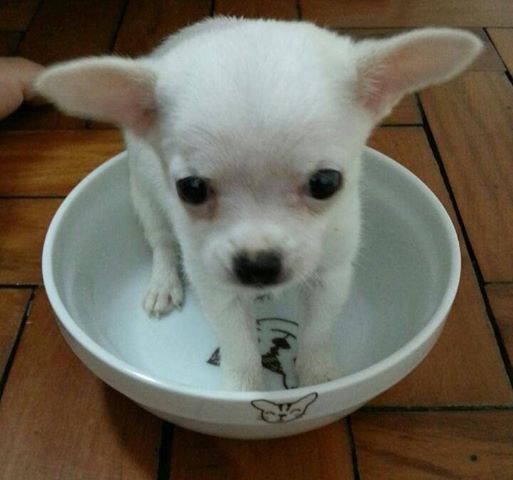MEU PRIMEIRO CACHORRO!!!! (Min Woo)