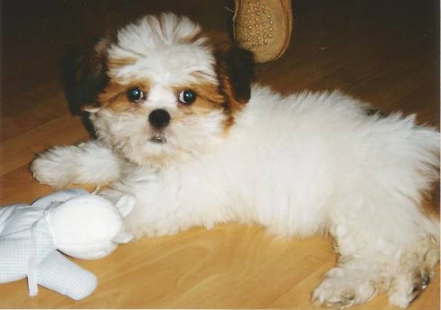 Primeiro bicho de estimação (Henrique)