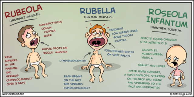 Measles, or Rubeola, is not the same as German Measles (Rubella)