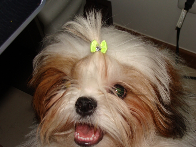 Minha Primeira Cachorrinha!!- Ana Luisa