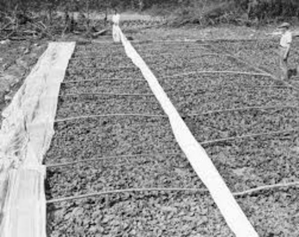 Tobacco Introduced to Europe