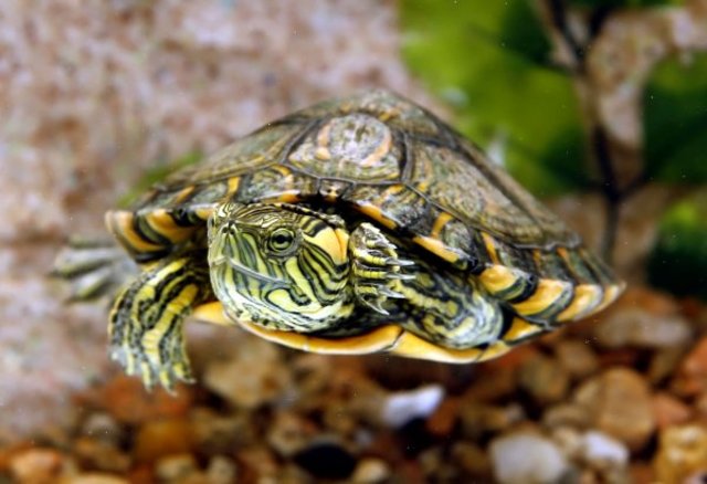 Fatos Pessoais Murilo - Quando Ganhei Minha Tartaruga