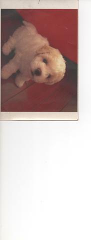 ian-ian teve seu cachorro de estimação