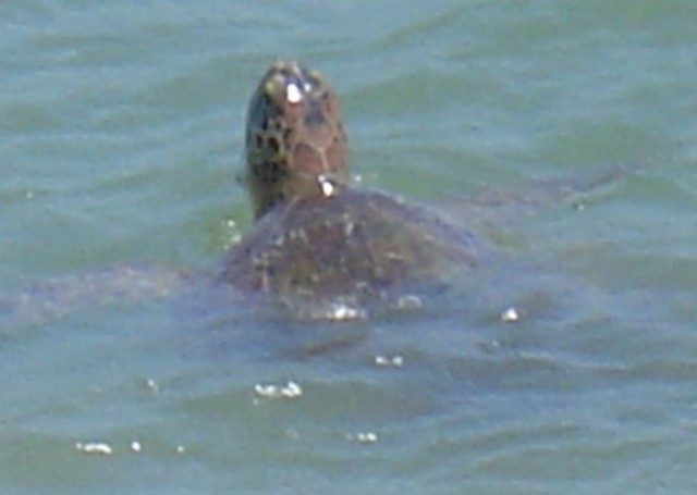 Tartaruga na praia(Gui)