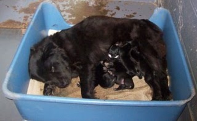 Babygirl has puppies