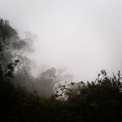 En medio de la neblina