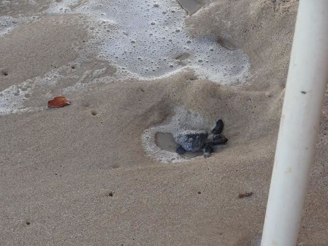 Milena: Visita ao Projeto Tamar