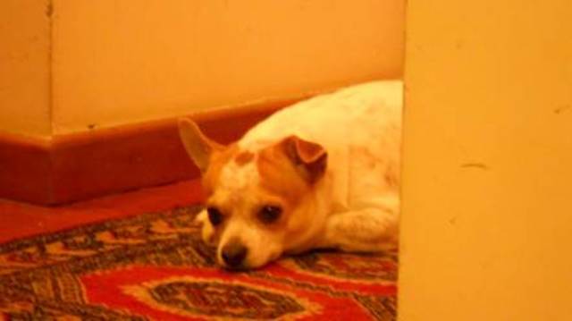 Betina - Meu primeiro cachorro