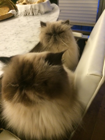 primeiro gato de sao paulo stella