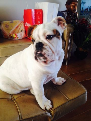 ganhei um cachoro stella