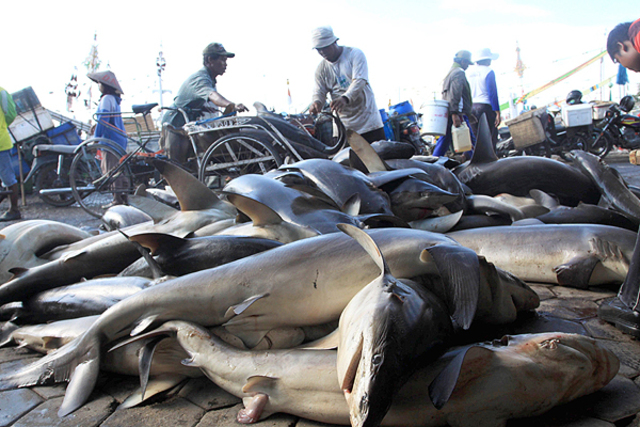 Aumenta la pesca y disminulle la comida