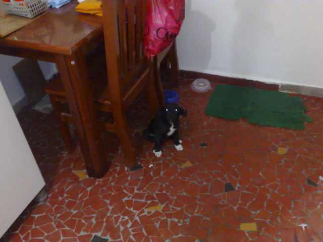 RAFAEL-GANHEI A BOLINHA,MINHA CACHORRA