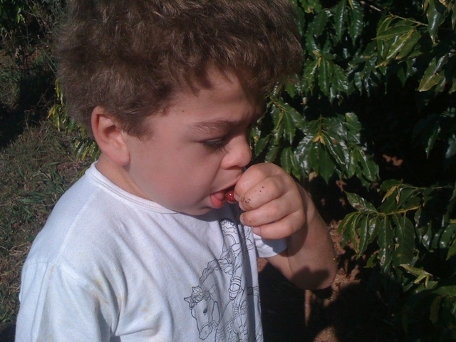 RAFAEL-MINHA IDA A FAZENDA DE CAFÉ